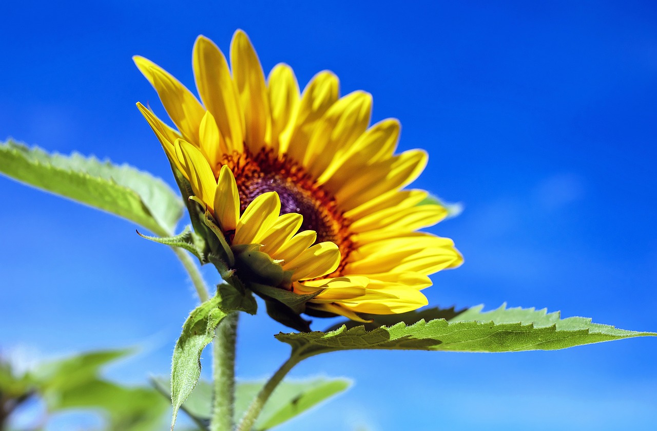 sunflower, flower, plant-1536088.jpg